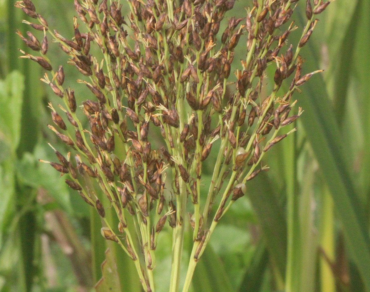 Scleria poiformis Retz.